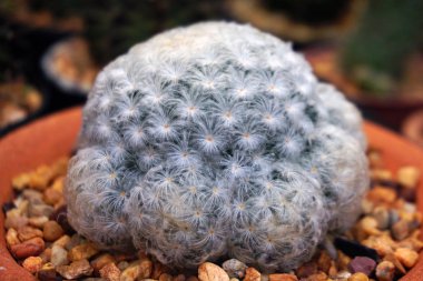 Closeup kaktüs mammillaria plumosa bir tencerede