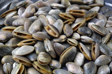 İstiridye kabukları taze pazarında kapatın