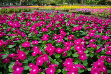 Pembe Madagasca Cezayir menekşesi çiçekler arka planı için