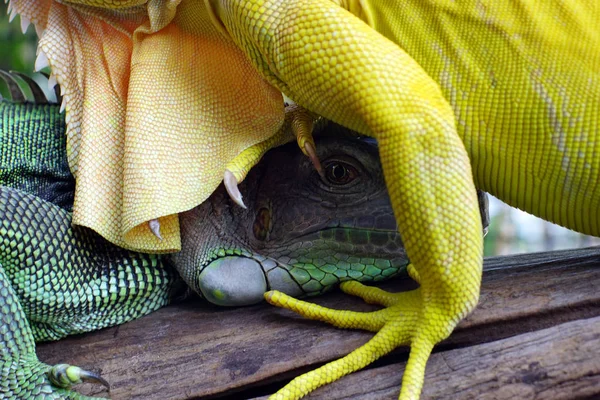 Dal Üzerinde Iki Iguana Kapatın — Stok fotoğraf