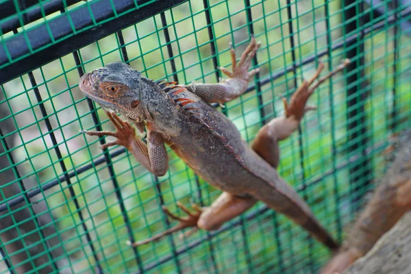 Közelről Piros Iguana Ágon — Stock Fotó