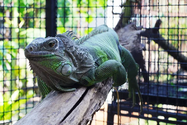 Yeşil Iguana Dalı Üzerinde Kapatın — Stok fotoğraf