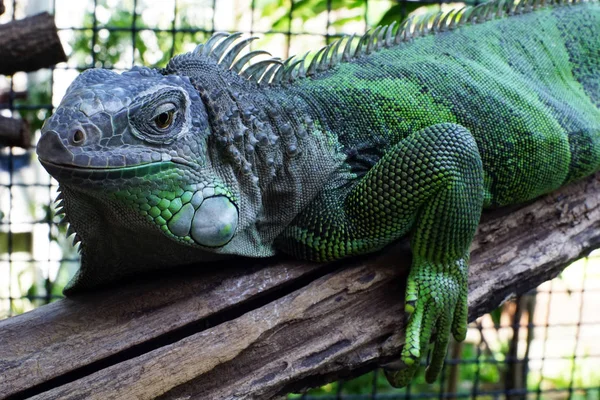 Yeşil Iguana Dalı Üzerinde Kapatın — Stok fotoğraf