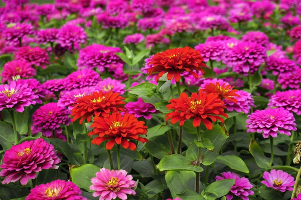 Fleurs Chrysanthème Dans Jardin Pour Fond — Photo