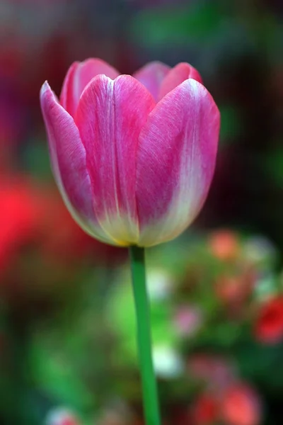 Flor Tulipa Com Fundo Folha Verde Campo Tulipa — Fotografia de Stock