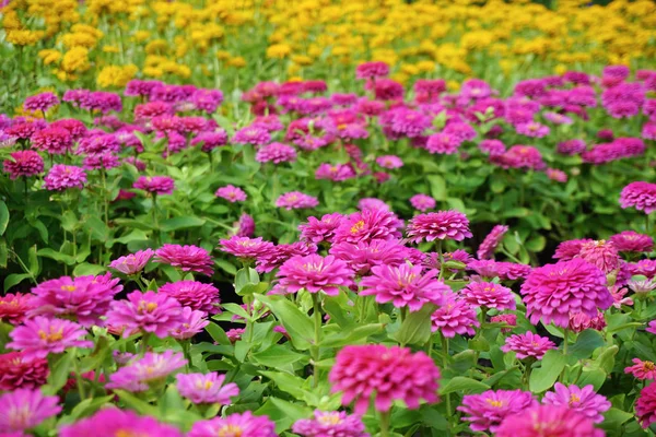 Close Chrysanthemum Flower Garden — Stock Photo, Image
