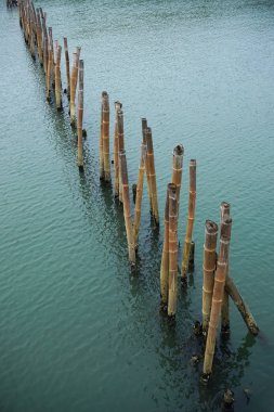 Mangrov orman kurtarmak için denizde işlemeli bambu