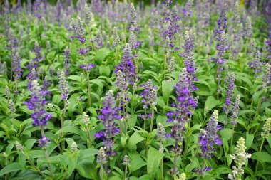 alan arka plan üzerinde mor çiçekler