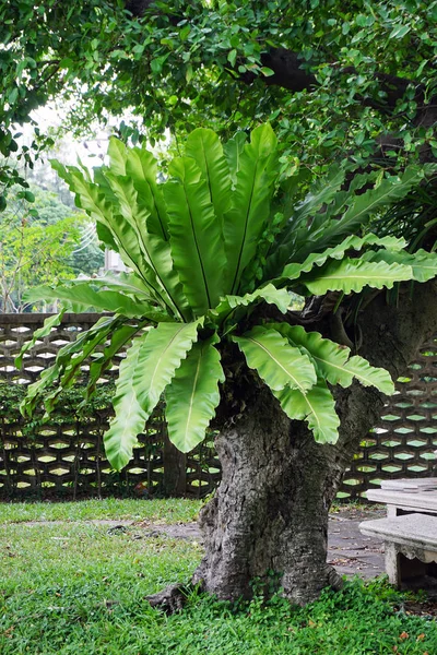 Green leaves of Bird\'s fern or Nest fern on tree