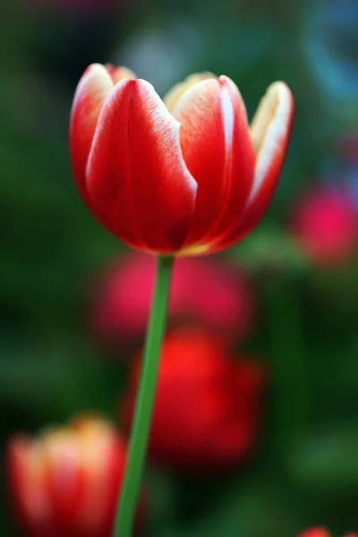 Flor Tulipa Com Fundo Folha Verde Campo Tulipa — Fotografia de Stock