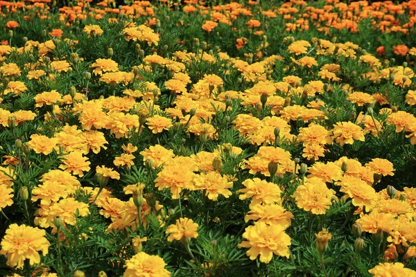 Field yellow flowers in garden for background