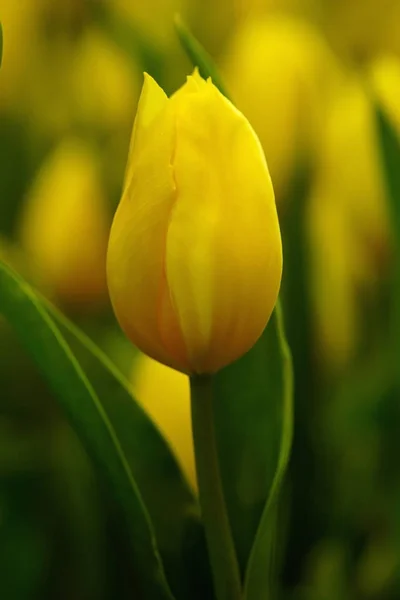 Flor Tulipa Com Fundo Folha Verde Campo Tulipa — Fotografia de Stock