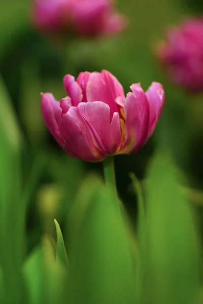 Flor Tulipa Com Fundo Folha Verde Campo Tulipa — Fotografia de Stock