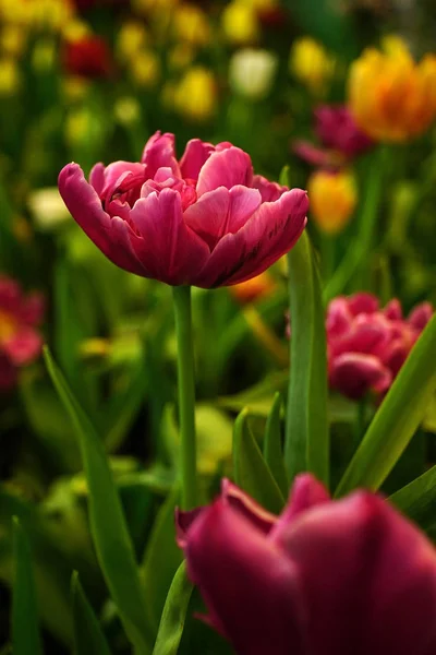 Flor Tulipa Com Fundo Folha Verde Campo Tulipa — Fotografia de Stock