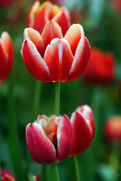 Flor Tulipa Com Fundo Folha Verde Campo Tulipa — Fotografia de Stock