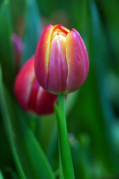 Flor Tulipa Com Fundo Folha Verde Campo Tulipa — Fotografia de Stock