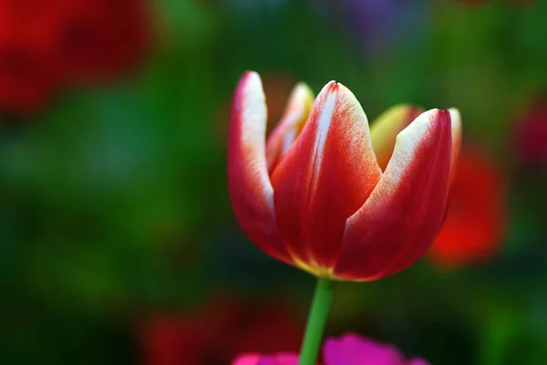 Flor Tulipa Com Fundo Folha Verde Campo Tulipa — Fotografia de Stock