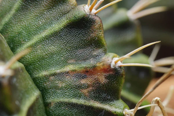 Nahaufnahme Dorn Kaktus Für Textur Hintergrund — Stockfoto