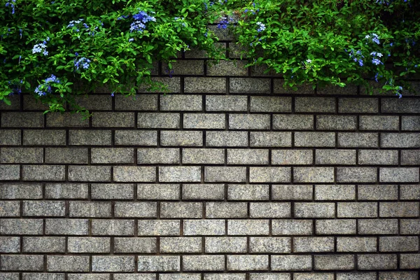 Green Leaves Bush Old Wall Brick Background — Stock Photo, Image