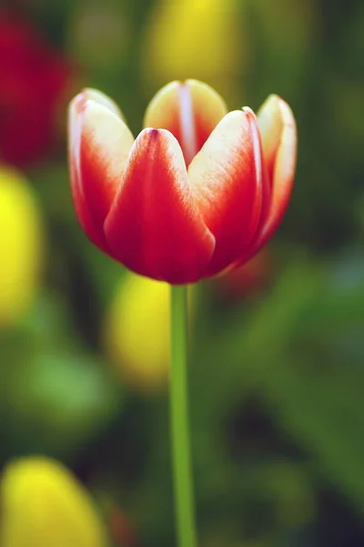 Flor Tulipa Com Fundo Folha Verde Campo Tulipa — Fotografia de Stock