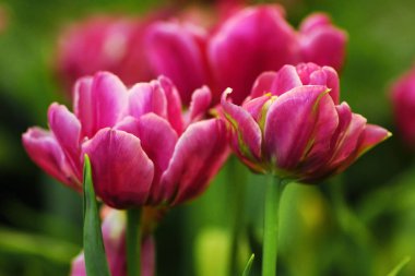 Lale çiçek yaprak yeşil arka planda lale alan ile