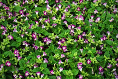 Alan çiçek bahçesinde arka planı için