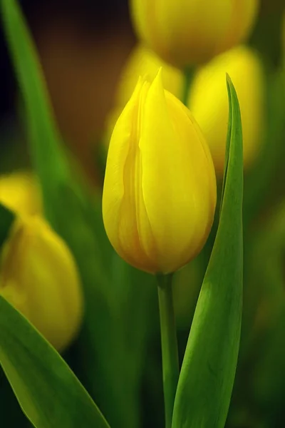 Flor Tulipa Com Fundo Folha Verde Campo Tulipa — Fotografia de Stock