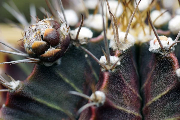 Nahaufnahme Dorn Kaktus Für Textur Hintergrund — Stockfoto