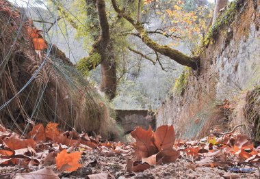Ön planda kurutulmuş yaprakları