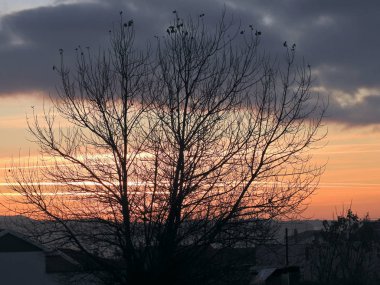Turuncu gökyüzü ile yaprakları olmadan ağaç          