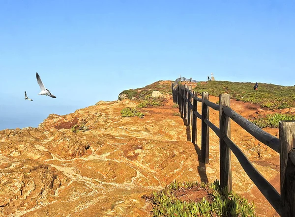 Uma Cerca Madeira Gaivotas — Fotografia de Stock