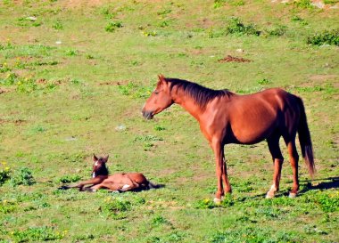 Atlar onu tarlada yetiştirdi.