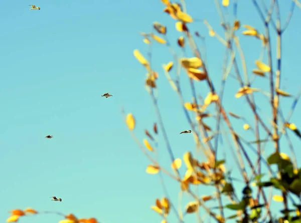 Voo Gaivotas Céu Azul — Fotografia de Stock