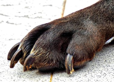 Siyah bir köpek pençesi