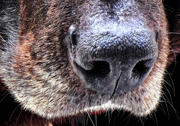 Siyah Bir Köpeğin Burnu — Stok fotoğraf