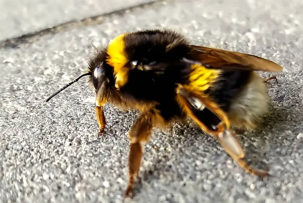 Een Hommel Die Het Asfalt Landde — Stockfoto