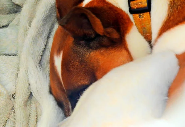 Cão Descansando Com Nariz Cama — Fotografia de Stock