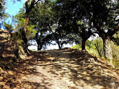 Gölgelerini yolda bırakan ağaçlar