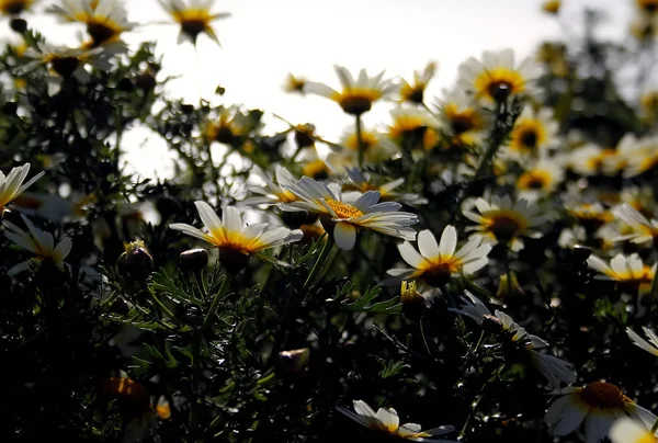 Een Stukje Van Een Daisy Veld — Stockfoto