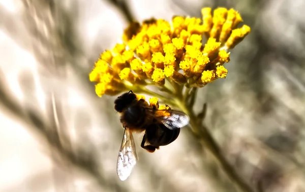 Μια Μέλισσα Ένα Κίτρινο Λουλούδι — Φωτογραφία Αρχείου