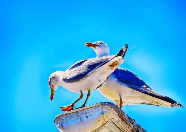 Deux Pêcheurs Tiennent Sur Phare — Photo