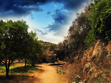 Yanmış bir ağaçla bir yolda manzara