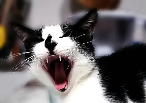 Black and white cat with open mouth in helmet