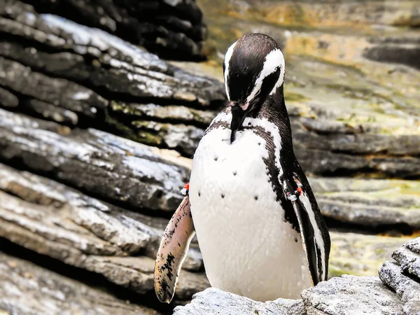 Een Pinguïn Uit Oceanografie Lissabon Rechtenvrije Stockafbeeldingen