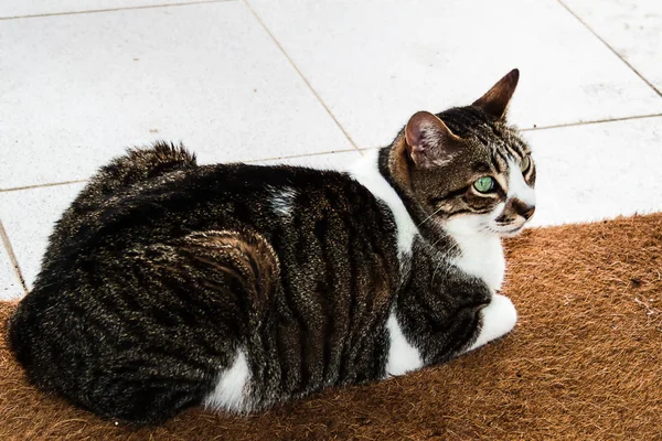 棕色地毯上的黑白相间的猫 — 图库照片