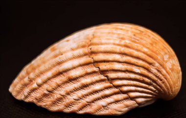 Siyah arkaplanda kırmızı zaman kabuğu