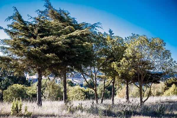 Group of trees in the foreground with dry grass