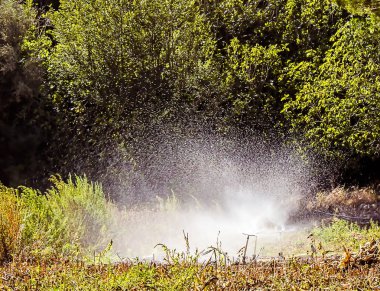 Tarladaki sulama sisteminden gelen su.