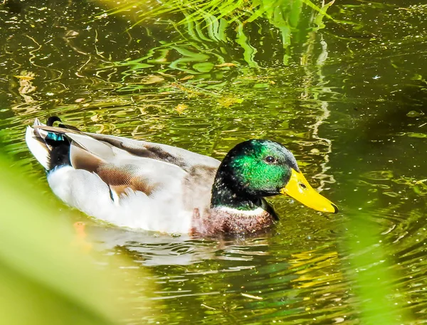 Una Rata Salvaje Atrapada Por Río Lizandro — Foto de Stock