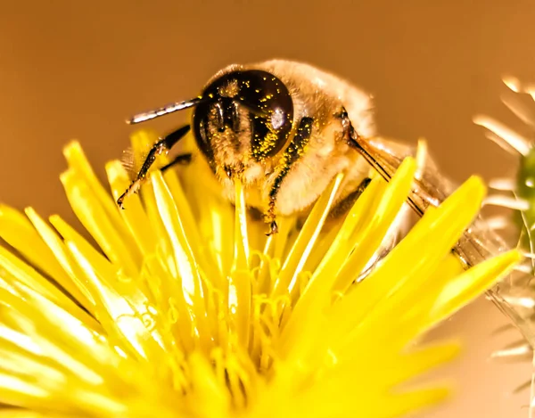 Μια Μέλισσα Συλλέγει Γύρη Από Ένα Κίτρινο Λουλούδι — Φωτογραφία Αρχείου